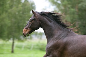 Hamar